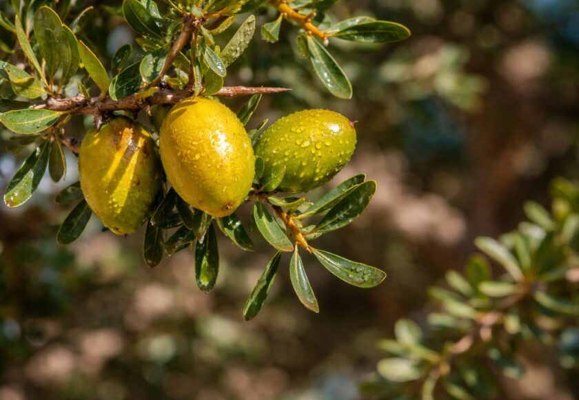 アルガンオイルはなぜ高い？理由を詳しく解説