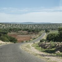 アルガンオイル需要急増|モロッコの森は大丈夫?