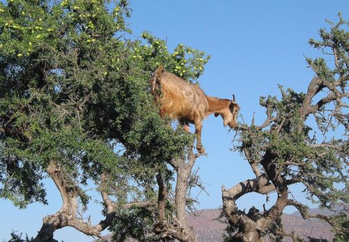 新・大使館の食卓｜モロッコ王国特集でアルガンツリーも登場（ネクタローム提供）