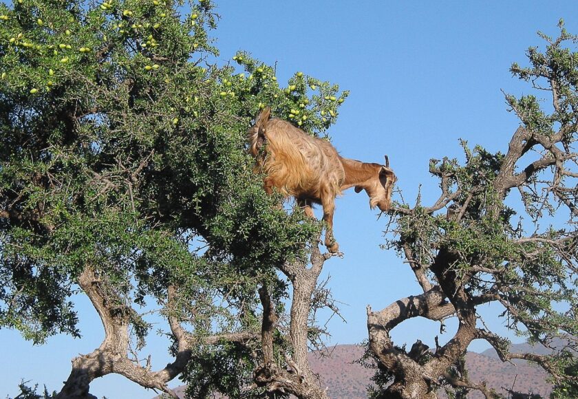 新・大使館の食卓｜モロッコ王国特集でアルガンツリーも登場（ネクタローム提供）