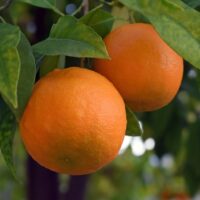 モロッコの美容ハーブ大辞典|ネロリ(Neroli / Orange Blossom)