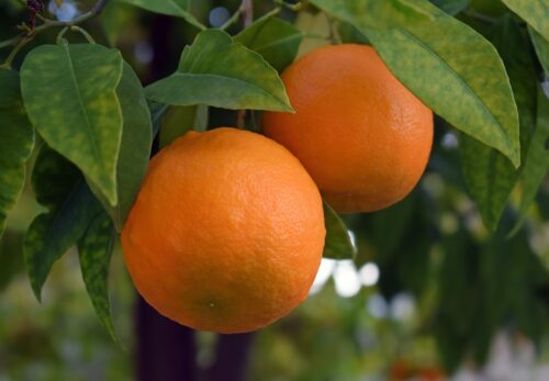 モロッコの美容ハーブ大辞典｜ネロリ（Neroli / Orange Blossom）