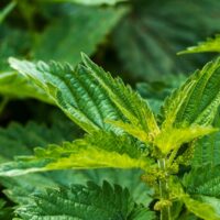 モロッコの美容ハーブ大辞典｜ネトル（Nettle / Stinging Nettle）