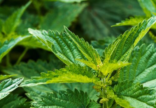 モロッコの美容ハーブ大辞典｜ネトル（Nettle / Stinging Nettle）