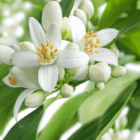 モロッコの美容ハーブ大辞典｜ビターオレンジブロッサム（Bitter Orange Blossom）