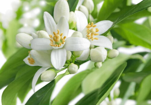 モロッコの美容ハーブ大辞典｜ビターオレンジブロッサム（Bitter Orange Blossom）