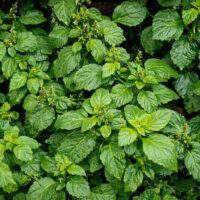 モロッコの美容ハーブ大辞典|パチュリ(Patchouli)