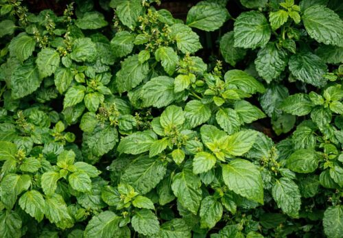 モロッコの美容ハーブ大辞典｜パチュリ（Patchouli）