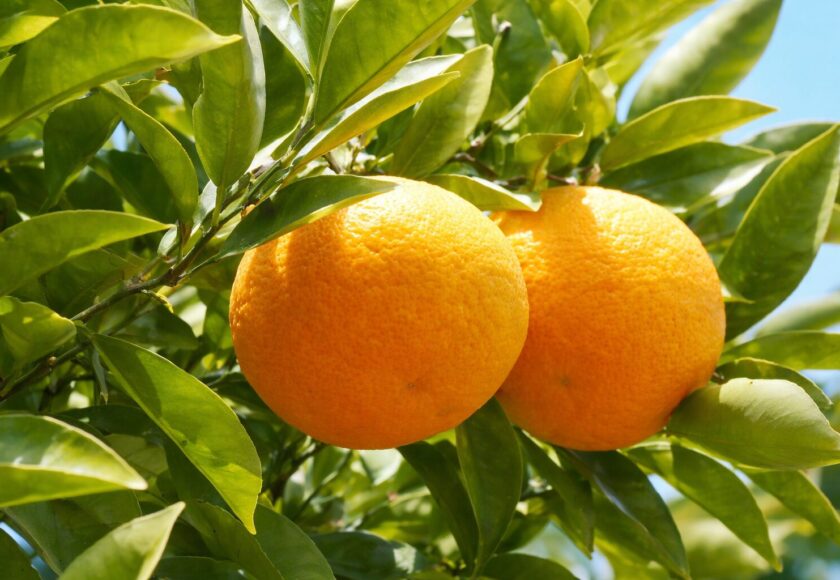 モロッコの美容ハーブ大辞典｜プチグレン（Petitgrain）