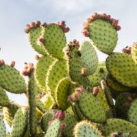 ウチワサボテンオイルの正しい使い方｜朝と夜のスキンケア