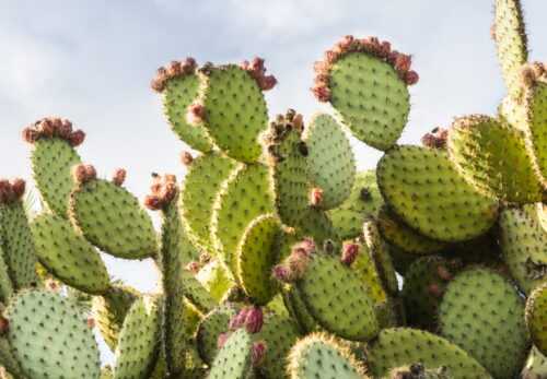 ウチワサボテンオイルの正しい使い方|朝と夜のスキンケア