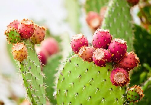 【完全ガイド】ウチワサボテンオイルの美容効果｜希少なモロッコ美容オイル