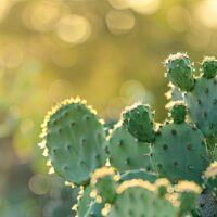 ウチワサボテンオイルに含まれるビタミンEの驚くべき美容効果