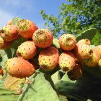 モロッコの美容ハーブ大辞典｜ウチワサボテン（Prickly Pear / Opuntia）