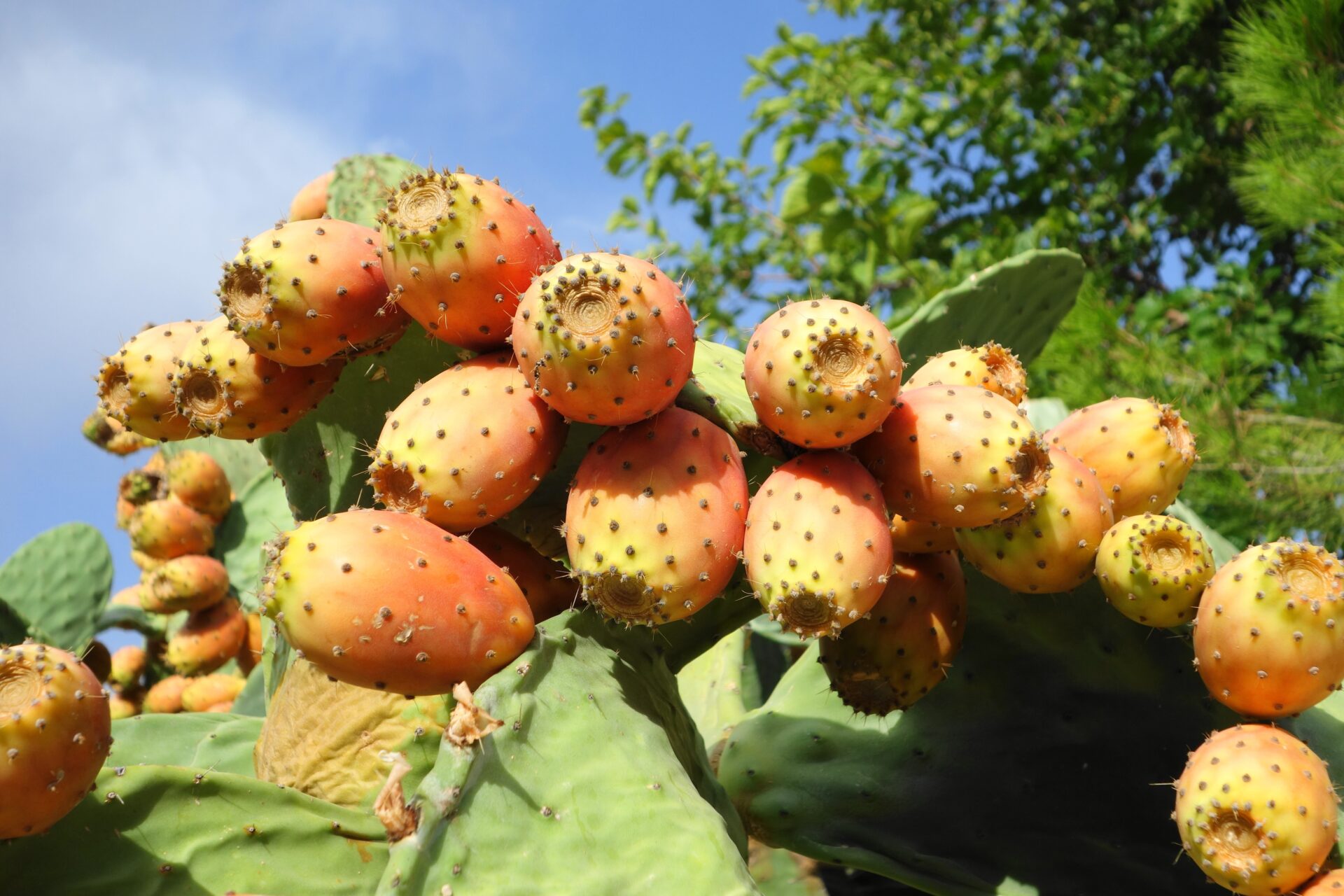 モロッコで育つウチワサボテン Prickly Pear
