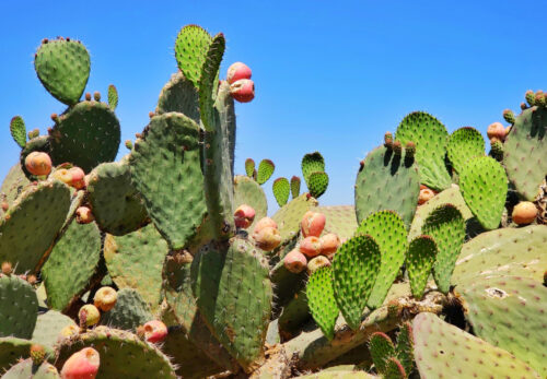 【完全ガイド】ウチワサボテンオイルとは？使い方・選び方を徹底解説