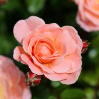 モロッコの美容ハーブ大辞典｜ローズ（Rose / Damask Rose）