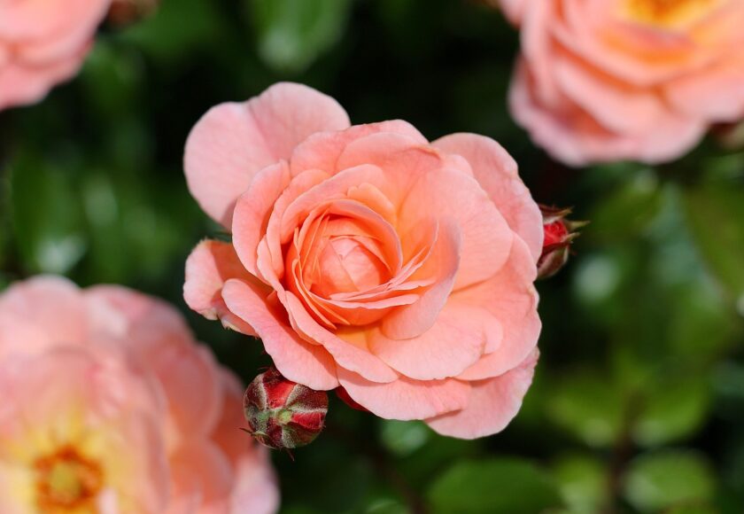 モロッコの美容ハーブ大辞典｜ローズ（Rose / Damask Rose）