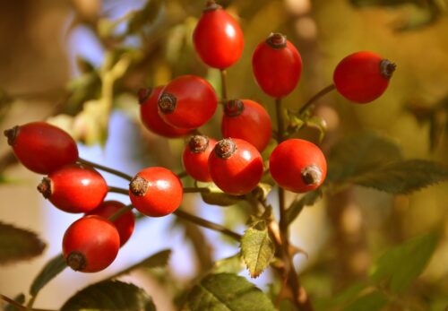 モロッコの美容ハーブ大辞典｜ローズヒップ（Rosehip）