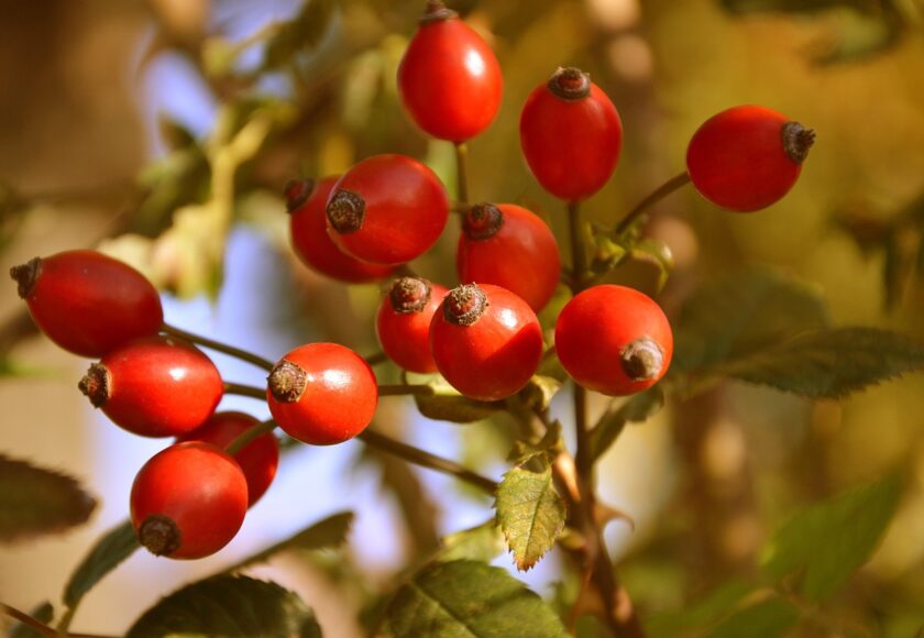 モロッコの美容ハーブ大辞典｜ローズヒップ（Rosehip）