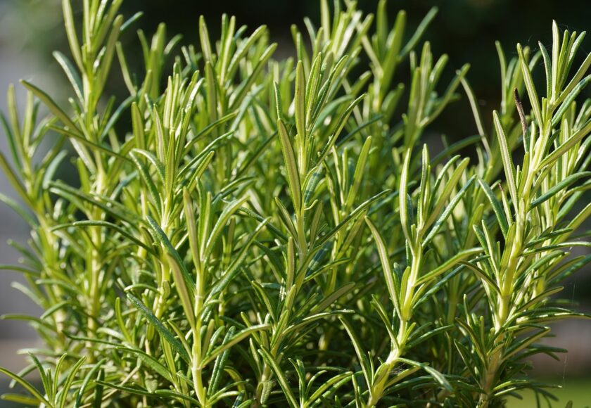 モロッコの美容ハーブ大辞典｜ローズマリー（Rosemary）