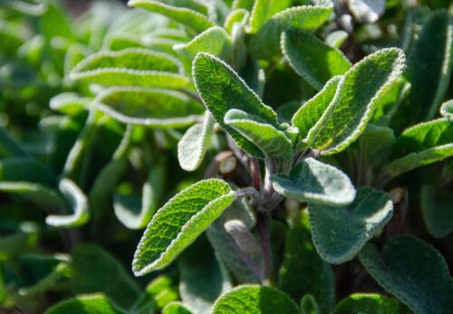 モロッコの美容ハーブ大辞典｜セージ（Sage）