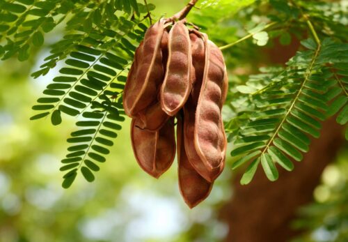 モロッコの美容ハーブ大辞典｜シカカイ（Shikakai）