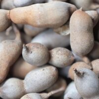 モロッコの美容ハーブ大辞典｜タマリンド（Tamarind）