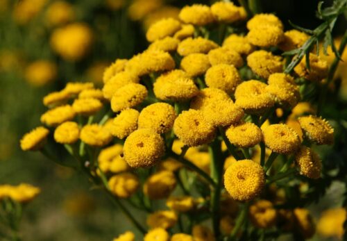 モロッコの美容ハーブ大辞典｜タンジー（Tansy）