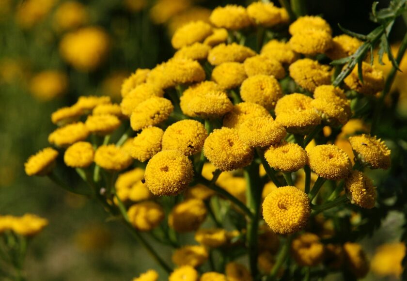 モロッコの美容ハーブ大辞典｜タンジー（Tansy）