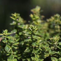 モロッコの美容ハーブ大辞典|タイム(Thyme)