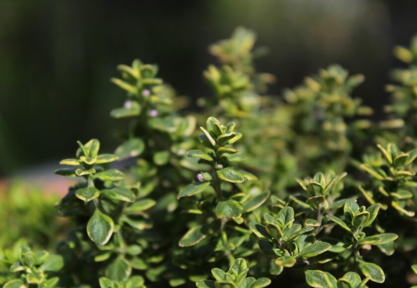 モロッコの美容ハーブ大辞典｜タイム（Thyme）