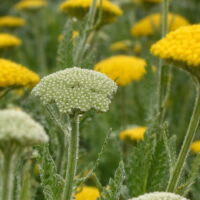 モロッコの美容ハーブ大辞典｜ヤロー（Yarrow）