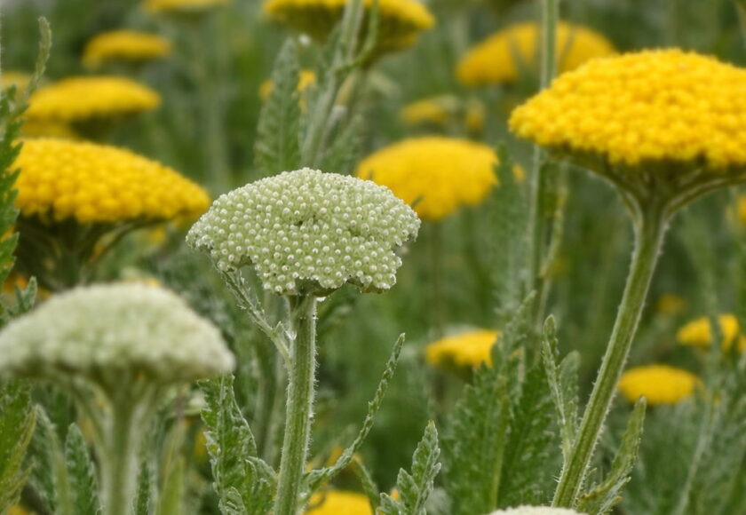 モロッコの美容ハーブ大辞典｜ヤロー（Yarrow）