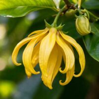 モロッコの美容ハーブ大辞典｜イランイラン（Ylang-Ylang）