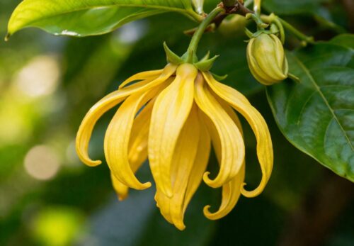 モロッコの美容ハーブ大辞典｜イランイラン（Ylang-Ylang）