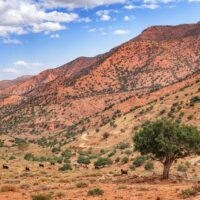 アルガンオイルはどこで作られているのか｜産地・モロッコとの関係