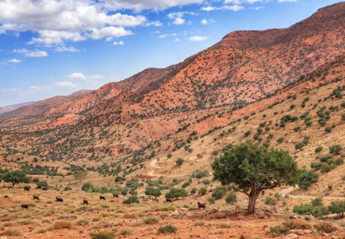 アルガンオイルはどこで作られているのか｜産地・モロッコとの関係