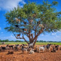 アルガンオイルは誰のもの？利益構造の現実と本当の価値