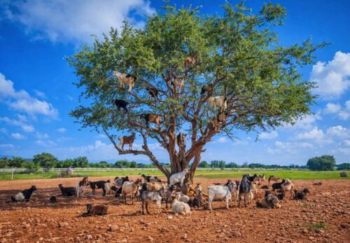アルガンオイルは誰のもの？利益構造の現実と本当の価値