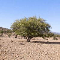 アルガンオイルは搾取されている？ フランス企業支配の実態