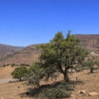 モロッコ政府がアルガンオイル輸出を規制した理由とは？