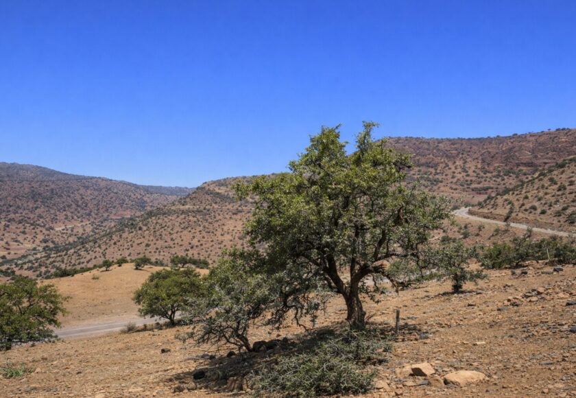 モロッコ政府がアルガンオイル輸出を規制した理由とは？