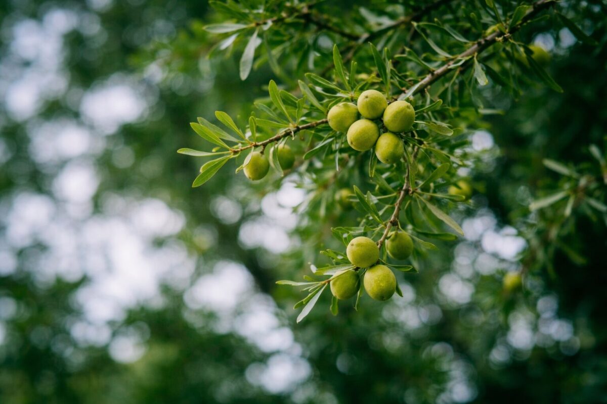 アルガンオイルの歴史｜なぜモロッコだけに存在するのか？