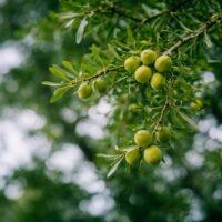 アルガンオイルの歴史｜なぜモロッコだけに存在するのか？