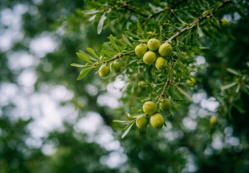 アルガンオイルの歴史｜なぜモロッコだけに存在するのか？