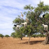 アルガンオイル高騰の理由|なぜ価格が上がり続けているのか