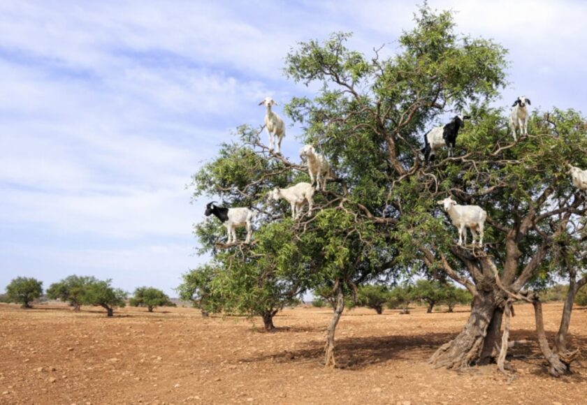 アルガンオイル高騰の理由｜なぜ価格が上がり続けているのか