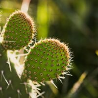 ウチワサボテンオイルの保湿力を最大限に引き出す方法｜うるおいを逃がさない使い方