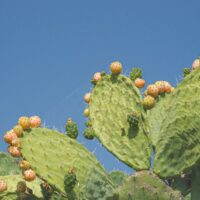 ウチワサボテンオイルの成分|リノール酸など文献値を読む